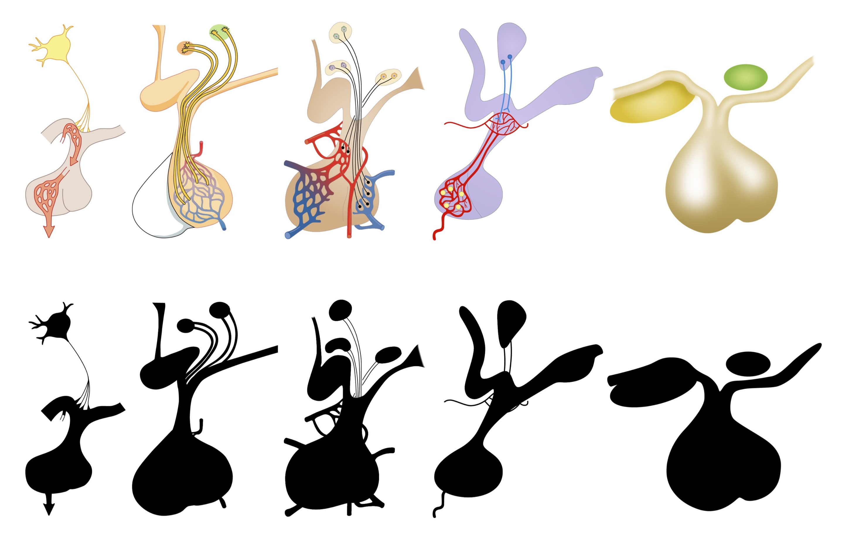 dancing_hypothalamus-09Nov19