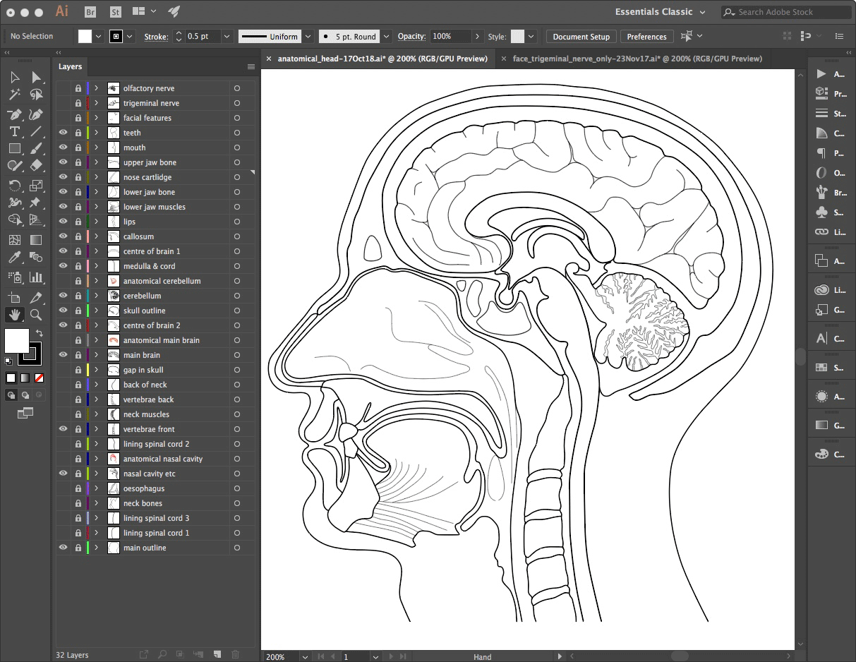 animated_anatomical_head-18Oct18
